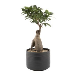 Ficus Ginseng