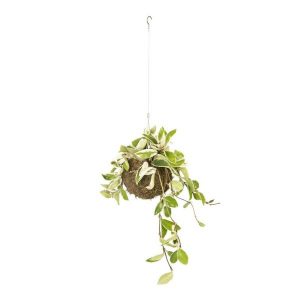 Izami Kokedama