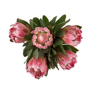 Proteas