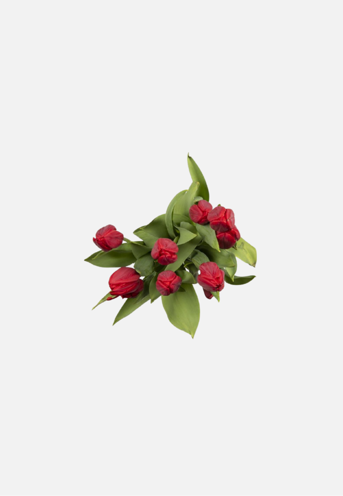 red Tulip Parcel