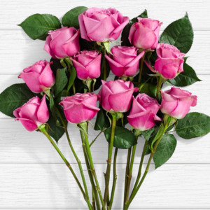 Mulberry Roses