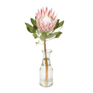 King Single Protea - Izami Florist