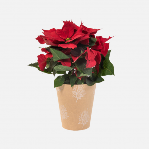 Red Festive Poinsettia