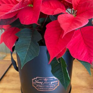 Luxe Christmas Poinsettia in a Box