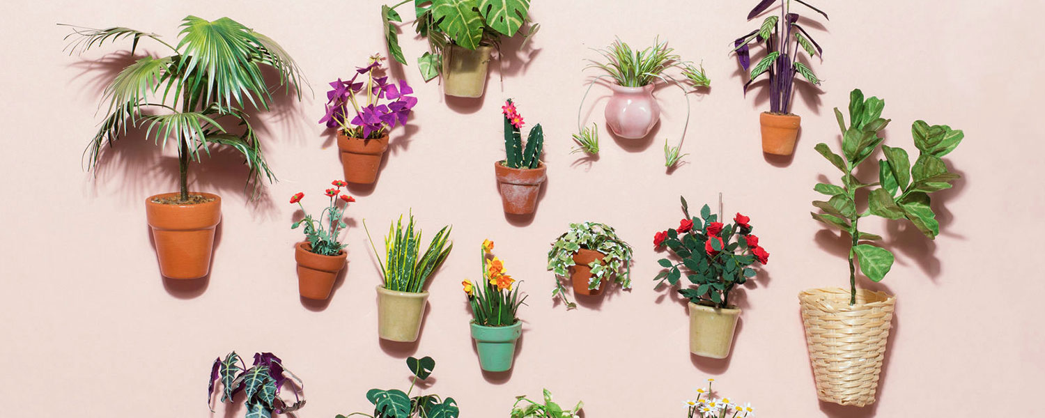How to care for your plants while on holiday