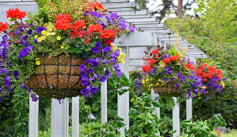 How to Care for Hanging Basket Flowers