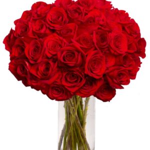 Stunning Red Roses