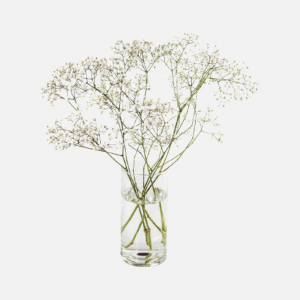 Gypsophilla Bouquet