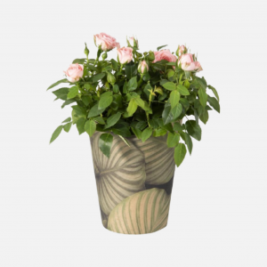 Rose Bush