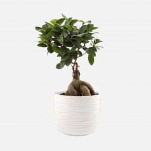 Ficus Ginseng in Ceramic Pot